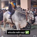 Graduate in cap and gown riding a large white cow during a graduation ceremony with onlookers in the background informative